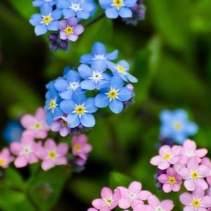 Meet your Posher, Star